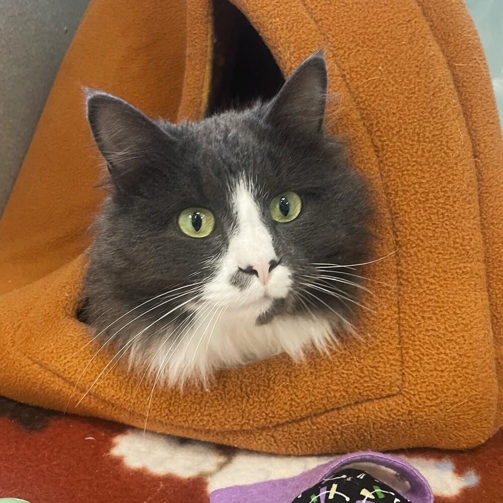 Bitty, Adoptable, Young Male Domestic Medium Hair.