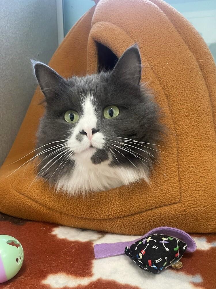 Enlarge Bitty, a Adoptable Domestic Medium Hair in Trenton, ME image 2/3