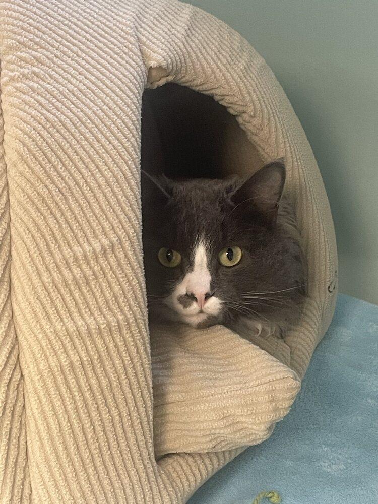 Enlarge Bitty, a Adoptable Domestic Medium Hair in Trenton, ME image 3/3