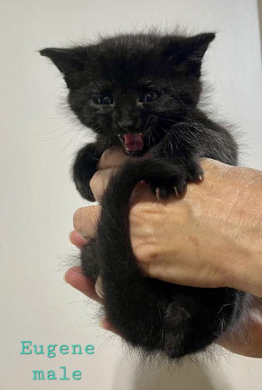 Enlarge Eugene, a Adopted Domestic Medium Hair in Delran, NJ image 2/3