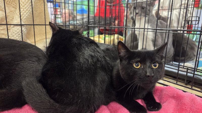 Enlarge Eugene, a Adopted Domestic Medium Hair in Delran, NJ image 3/3