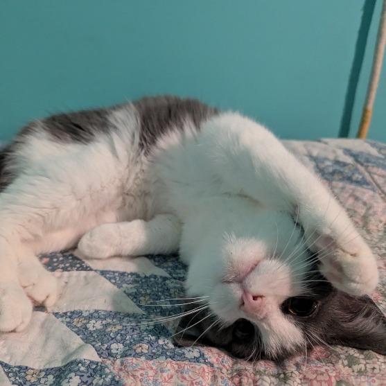 Nouget — thumbnail 2