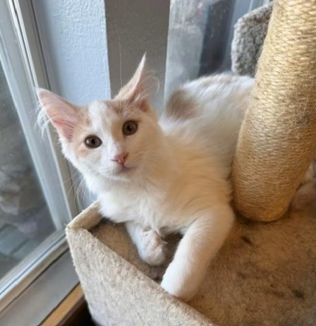 Enlarge Monte Carlo (bonded with Malibu), an adopted Tabby in Mesa, AZ image 4/4
