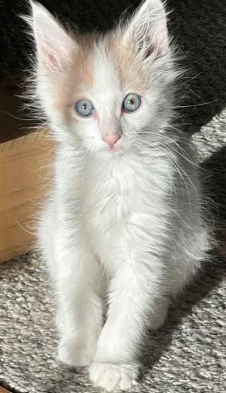 Enlarge Monte Carlo (bonded with Malibu), an adopted Tabby in Mesa, AZ image 2/4