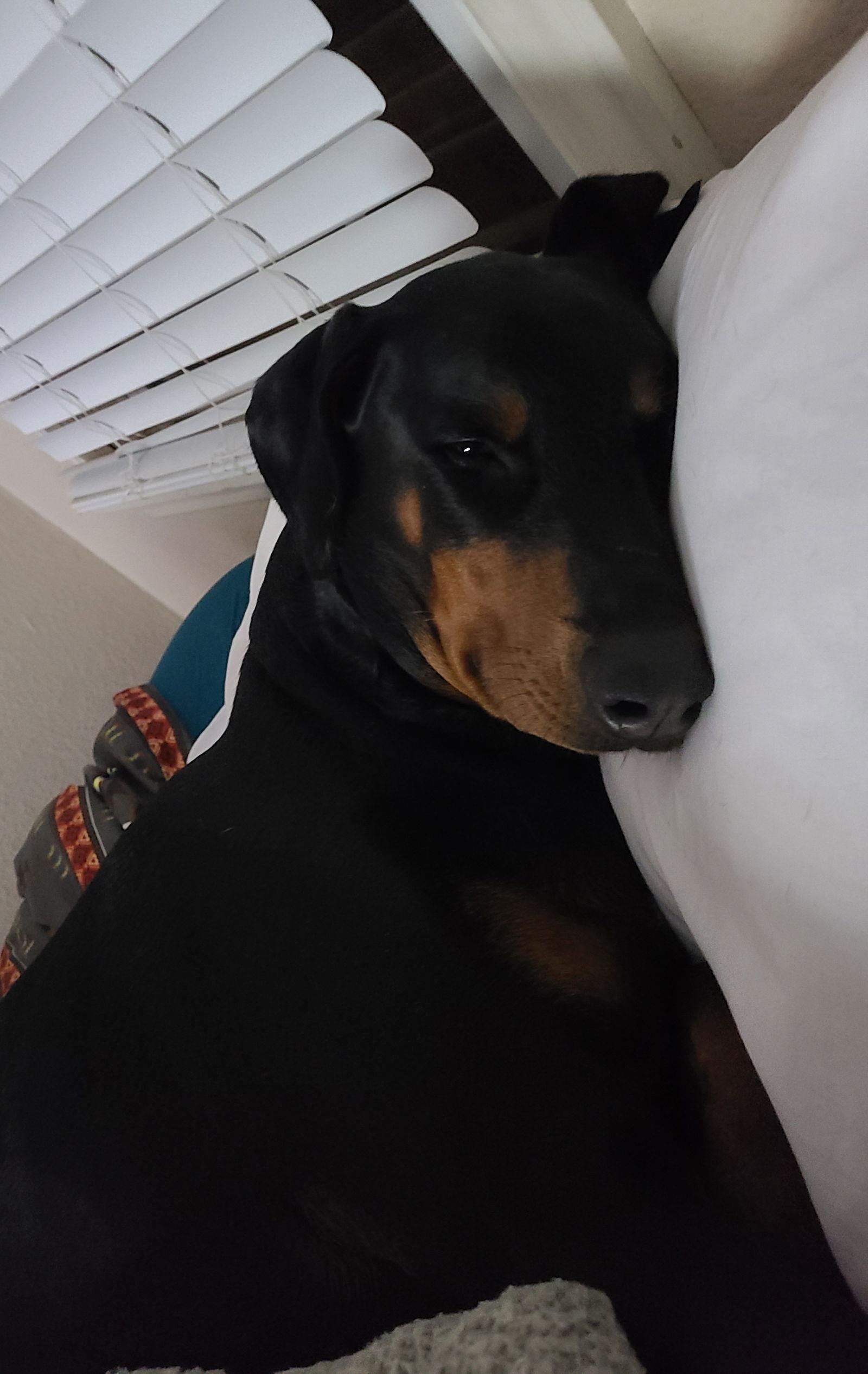 Apollo - returning, Adopted, Young Male Doberman Pinscher.