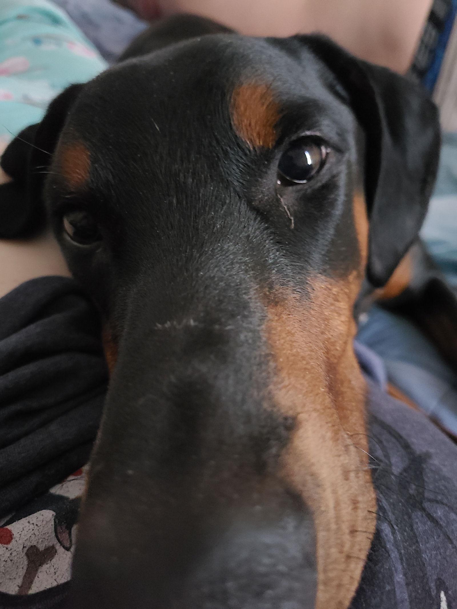 Apollo - returning, a Adopted Doberman Pinscher in Minneapolis, MN image 2/3