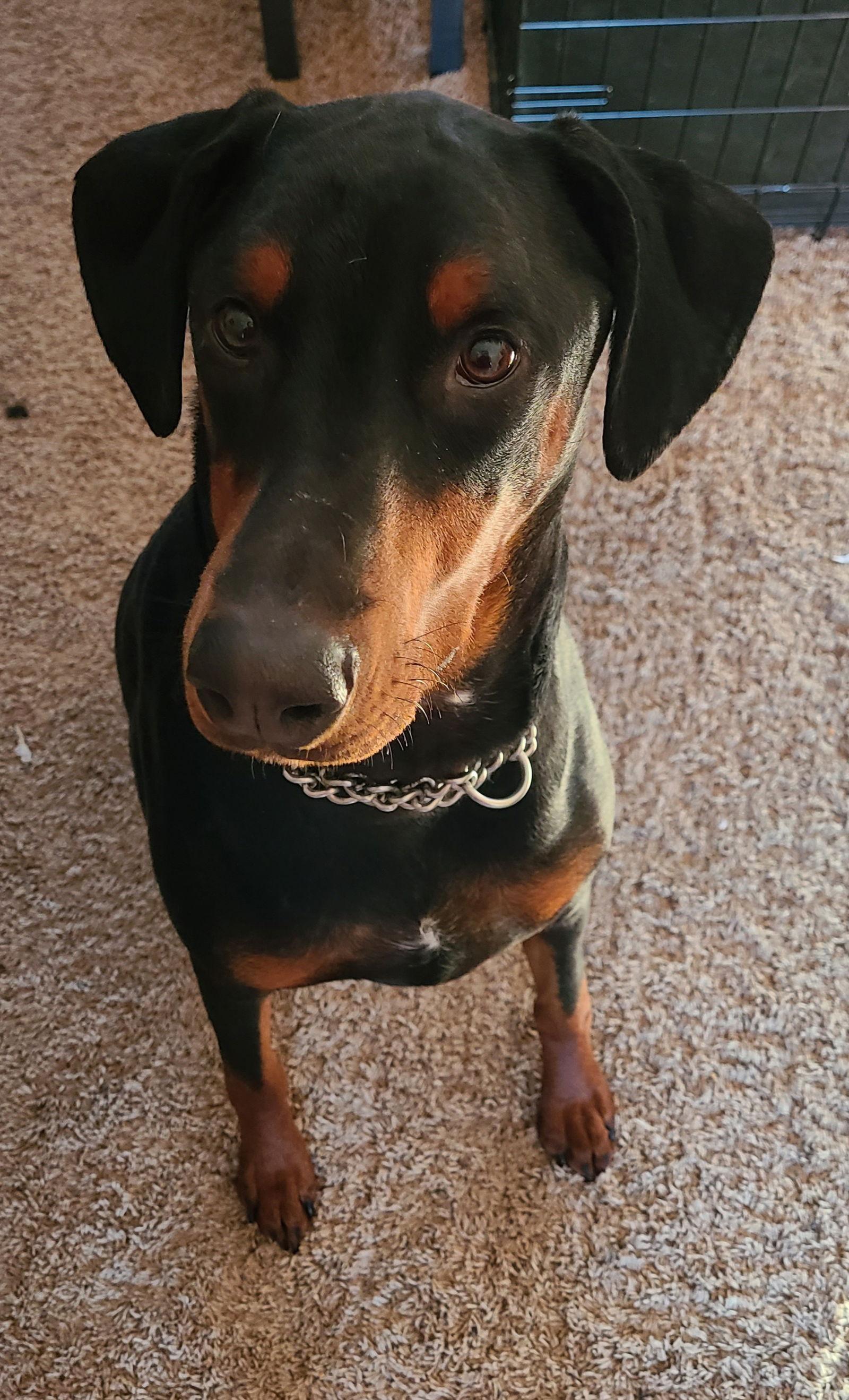 Apollo - returning, a Adopted Doberman Pinscher in Minneapolis, MN image 3/3