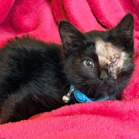 Enlarge America, a Adoptable Domestic Medium Hair in Las Vegas, NV image 5/5