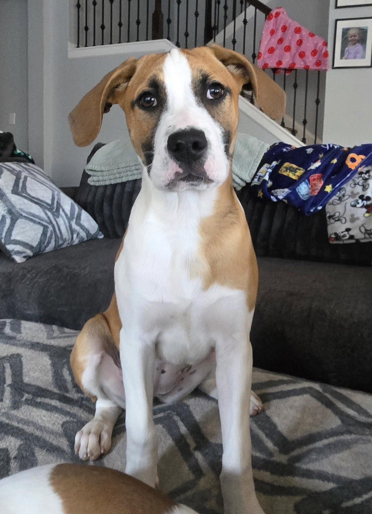 Butter, Adoptable, Young Female Labrador Retriever & Hound.