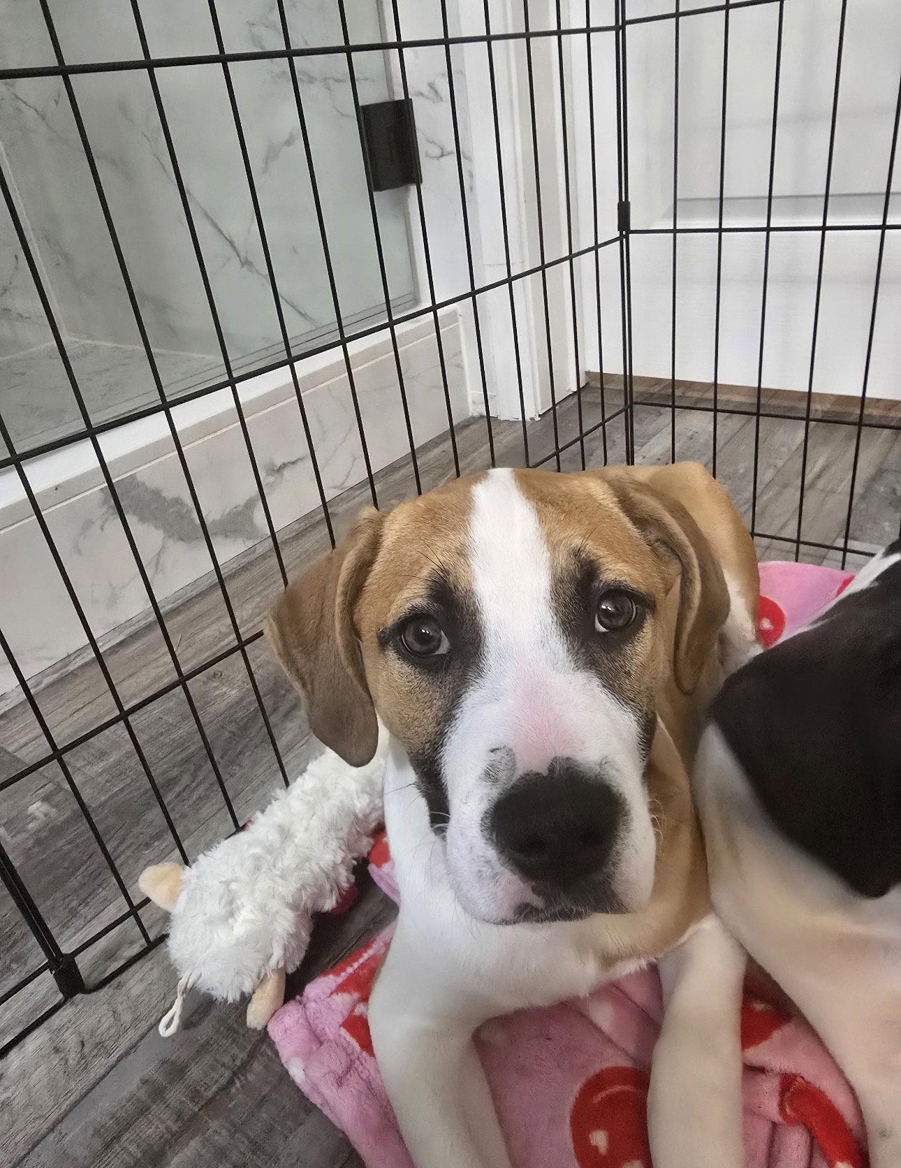 Enlarge Butter, a Adoptable mixed breed in Ball Ground, GA image 2/2