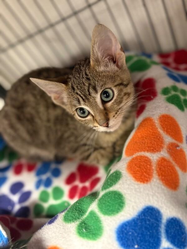 Kahlua, Adoptable, Kitten Male Domestic Short Hair.