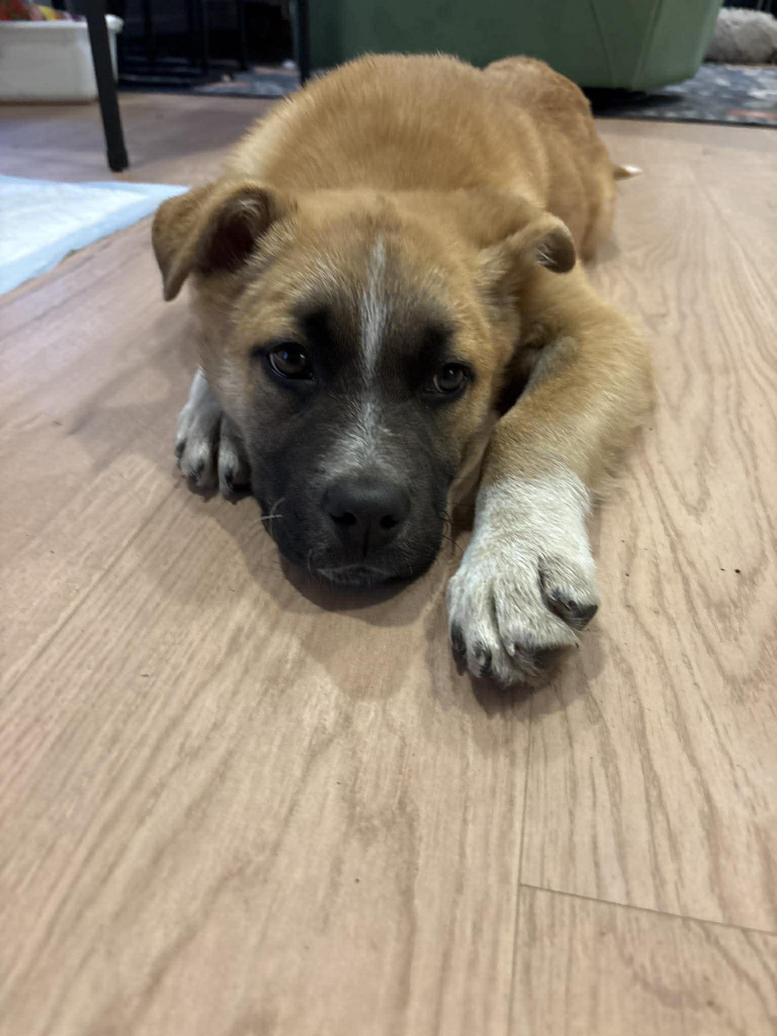 Enlarge Oliver, an adopted mixed breed in Grand Forks, ND image 2/2
