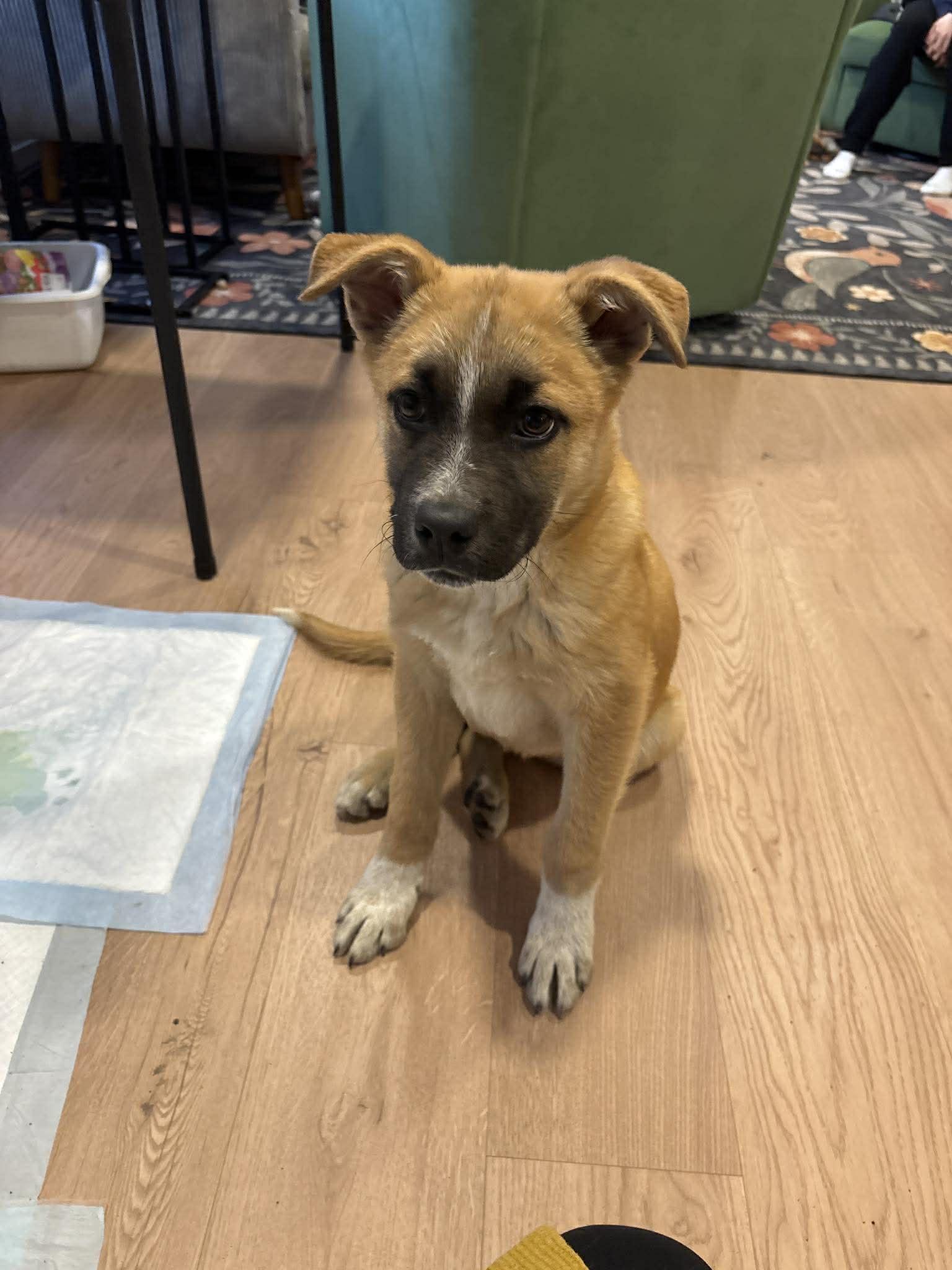 Oliver, adopted, Puppy Male Shepherd.