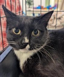 Enlarge Sox, a Adoptable mixed breed in St. Cloud, MN image 1/1