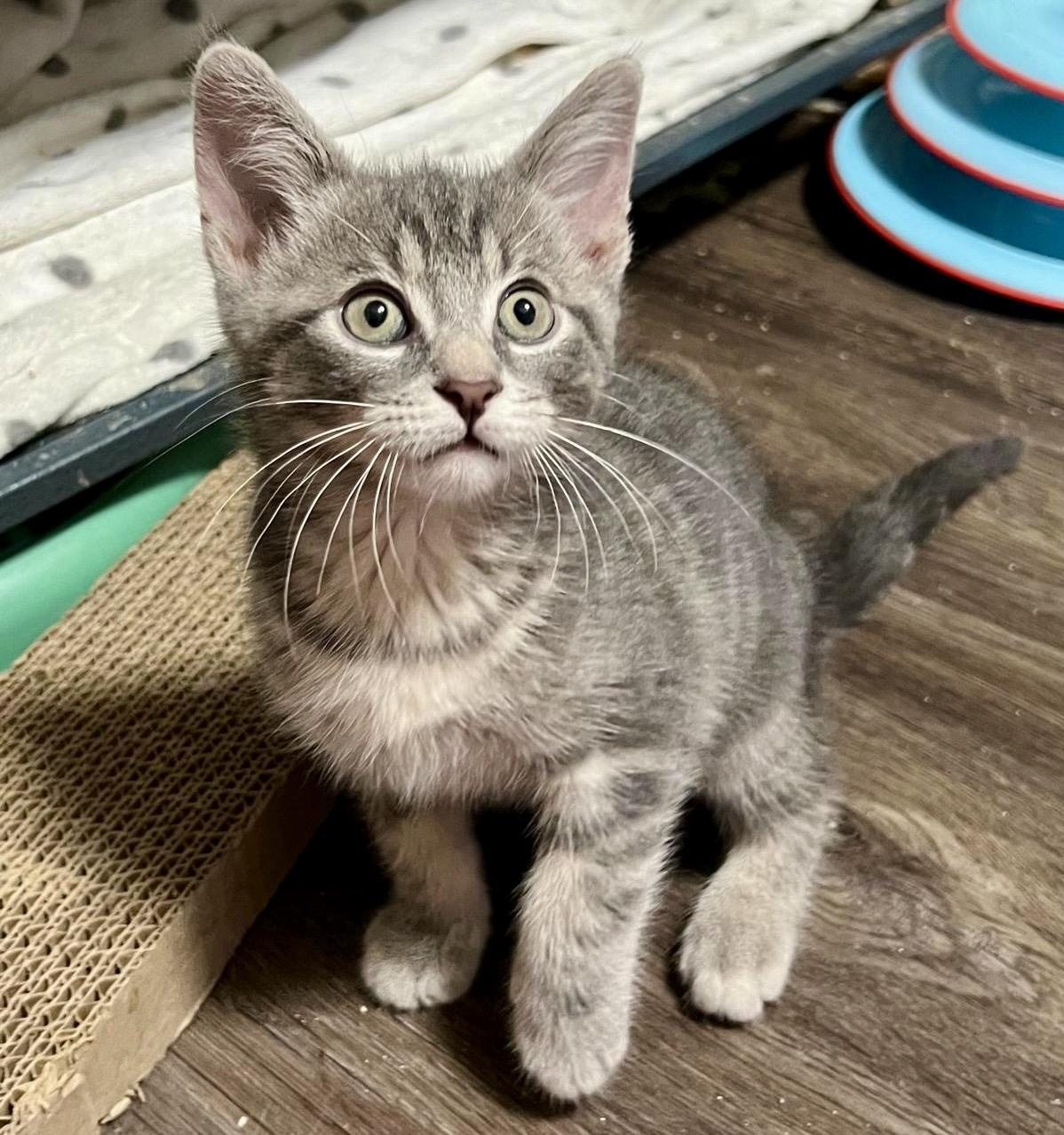 Carleton, an adopted mixed breed in Toronto, ON image 5/6
