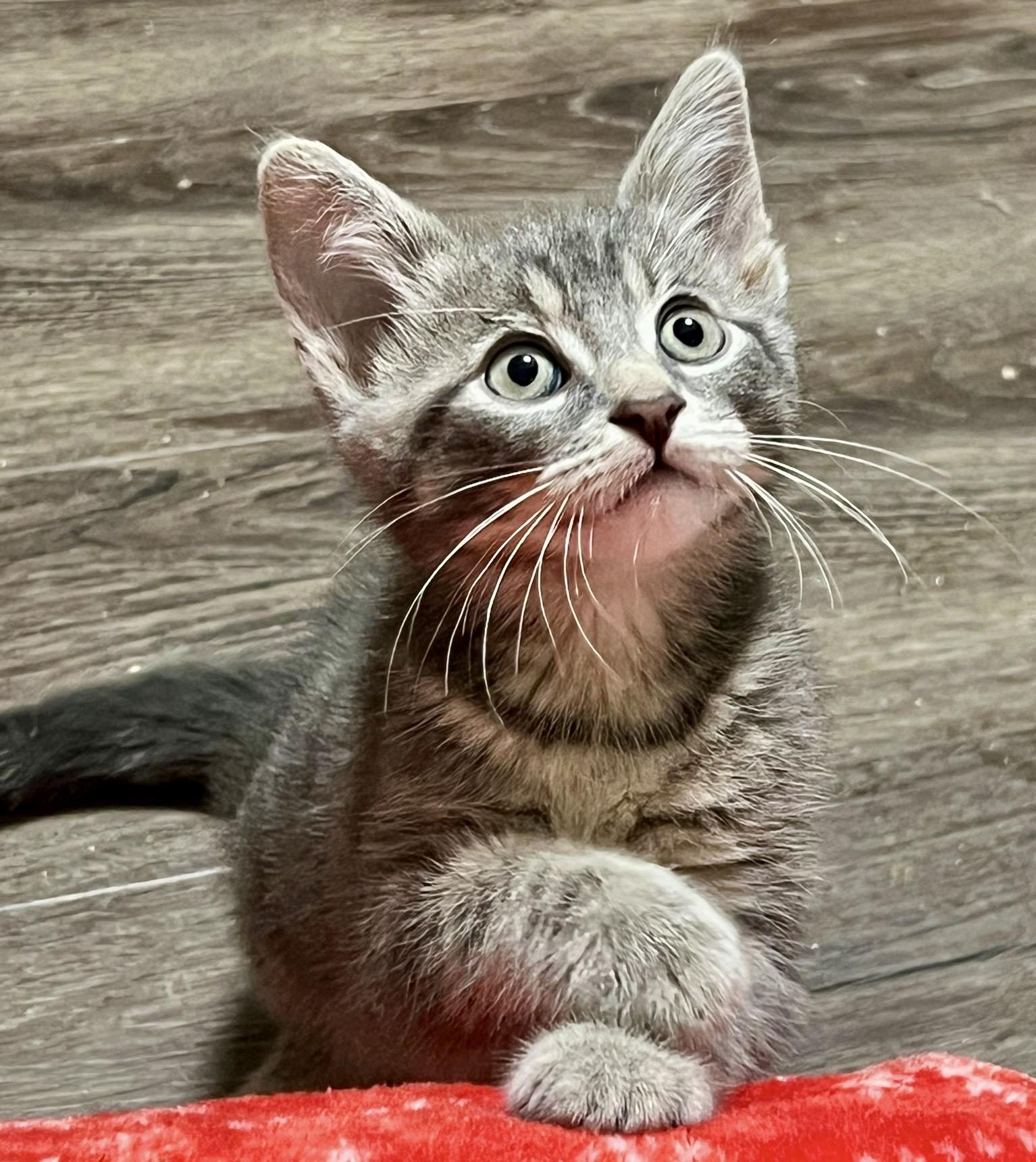 Carleton, an adopted mixed breed in Toronto, ON image 1/6