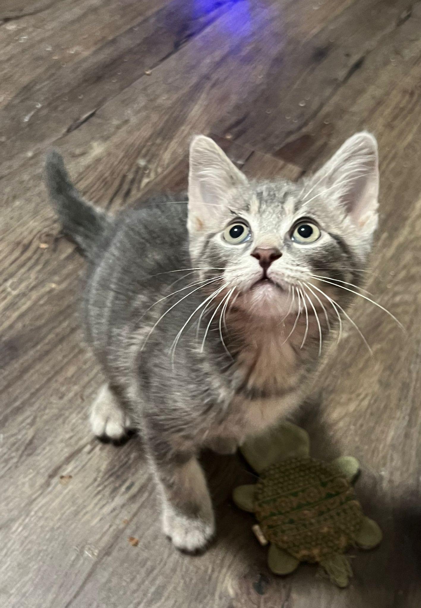 Carleton, an adopted mixed breed in Toronto, ON image 2/6