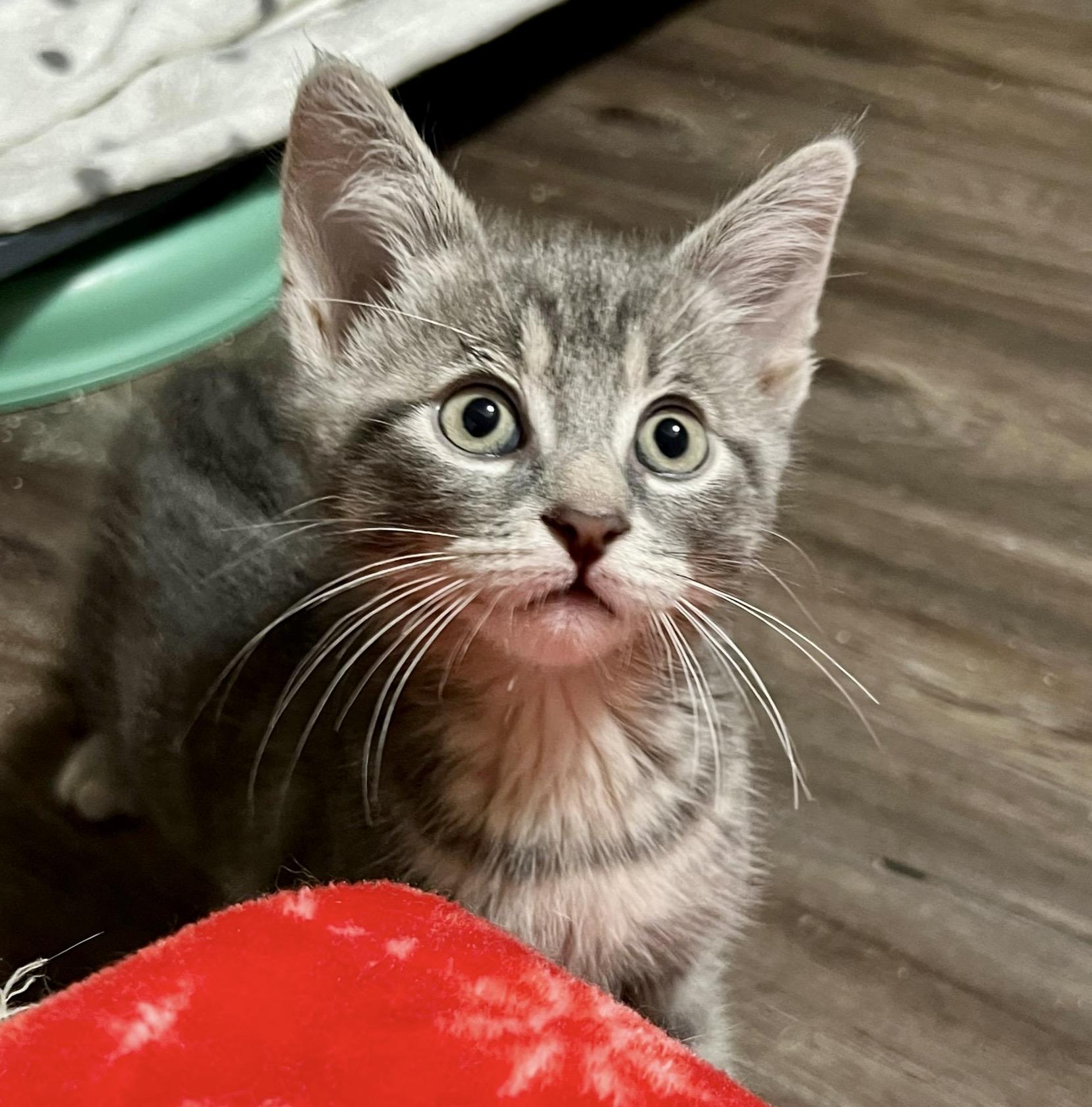Carleton, an adopted mixed breed in Toronto, ON image 4/6
