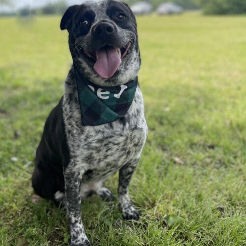 Buddy, a Adoptable mixed breed in Leesburg, AL image 1/5