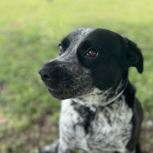 Buddy, a Adoptable mixed breed in Leesburg, AL image 2/5