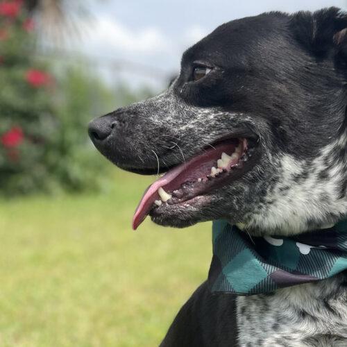 Buddy, a Adoptable mixed breed in Leesburg, AL image 3/5