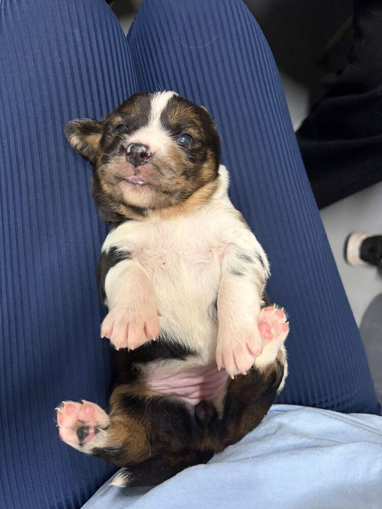 Applejack, Adoptable, Puppy Female Collie & Shepherd.