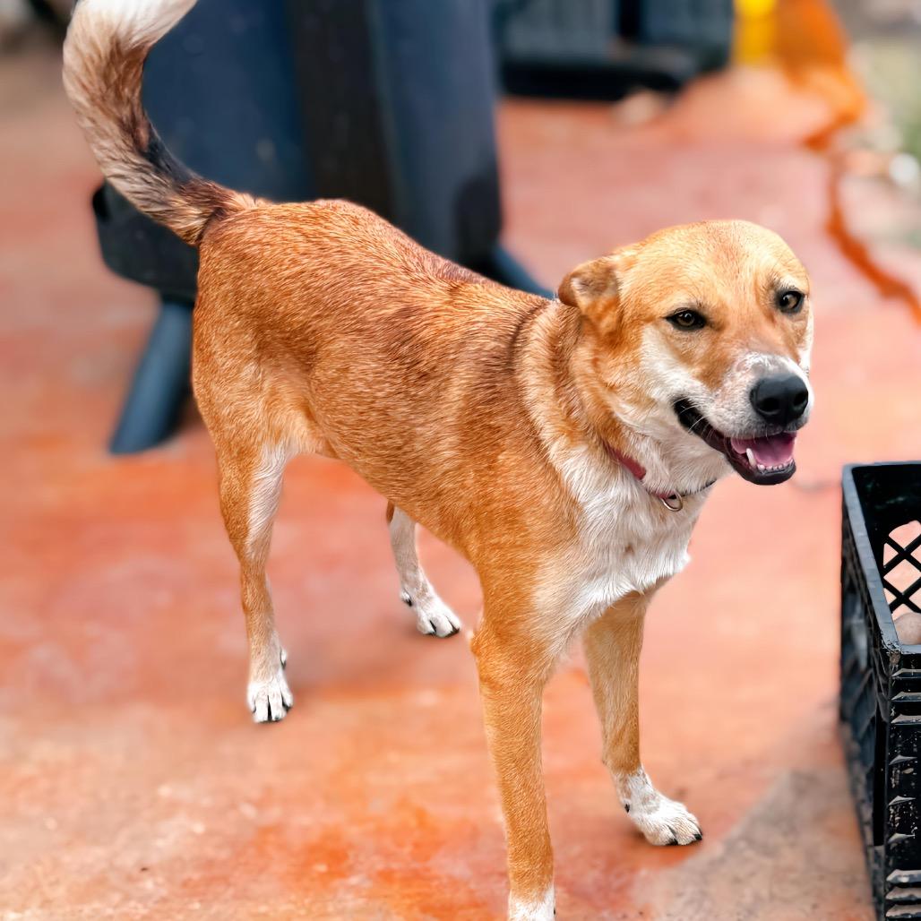 Misshu, Adoptable, Adult Female Shepherd & Cattle Dog.
