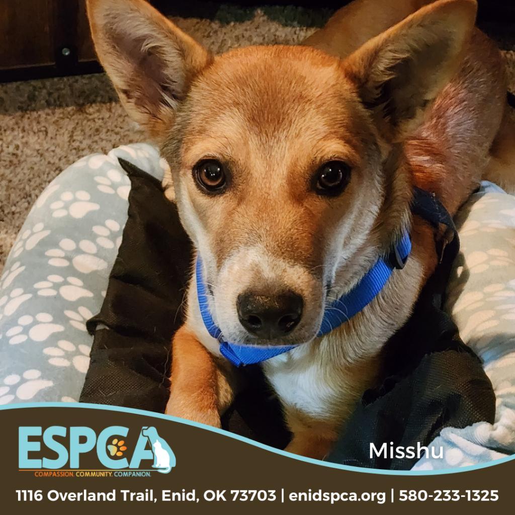 Misshu, a Adoptable mixed breed in Enid, OK image 1/6
