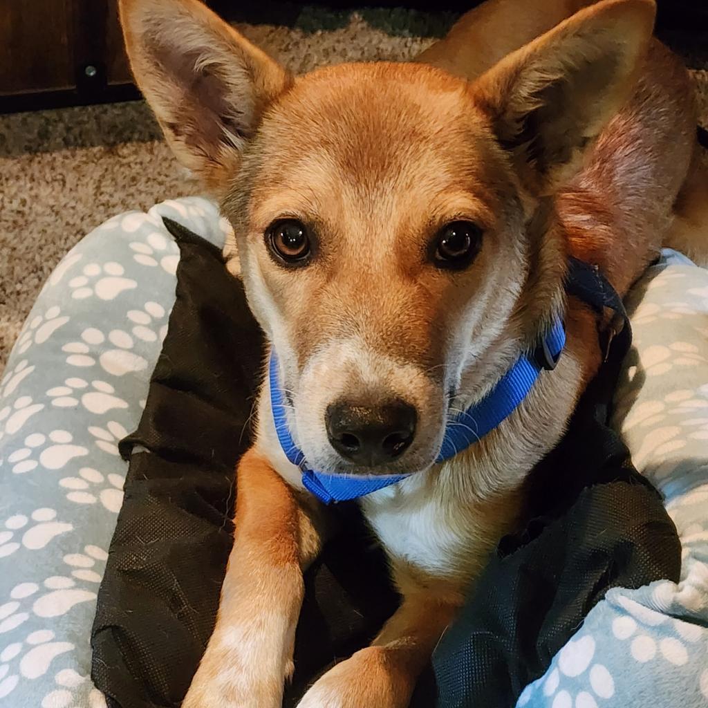 Misshu, a Adoptable mixed breed in Enid, OK image 2/6