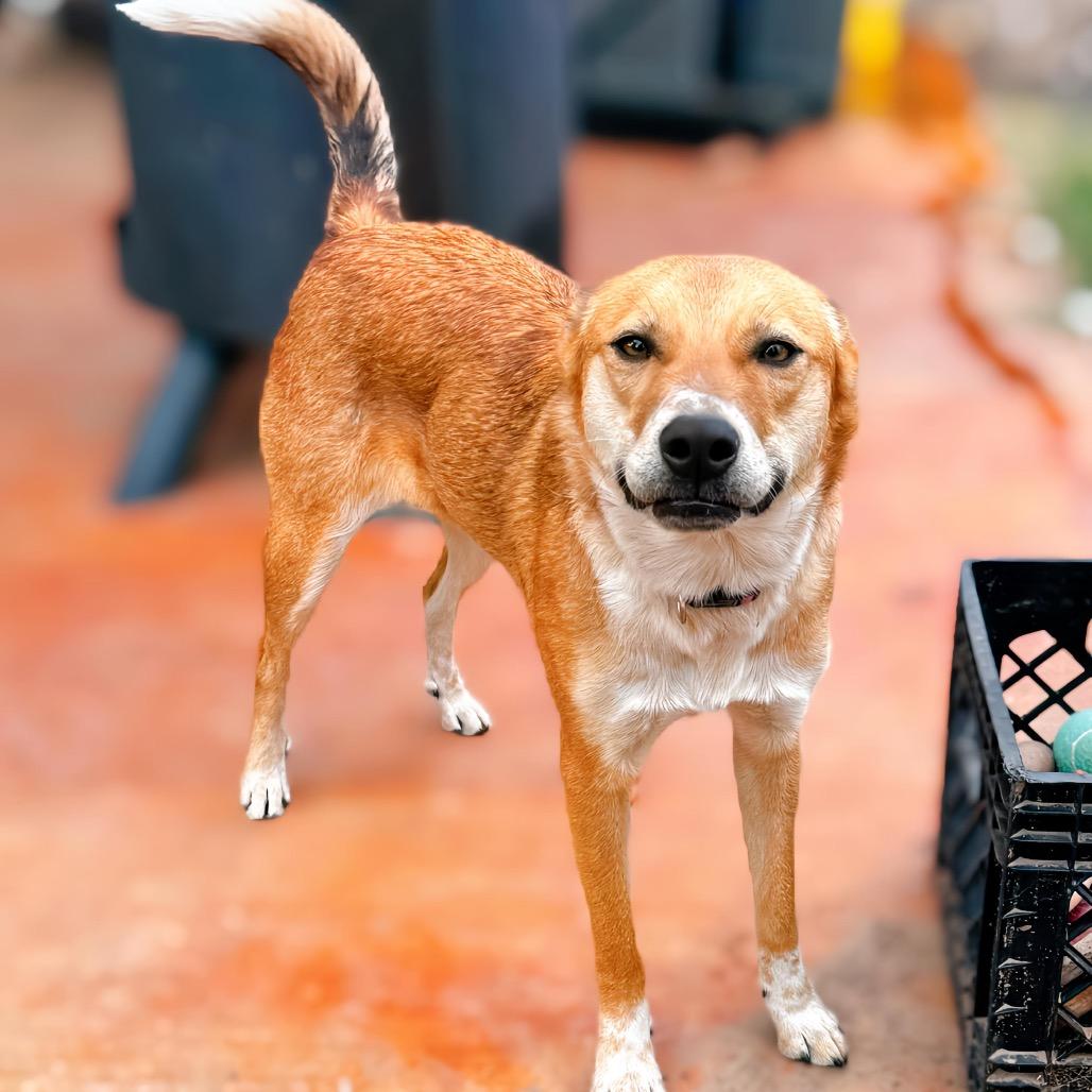 Misshu, a Adoptable mixed breed in Enid, OK image 3/6