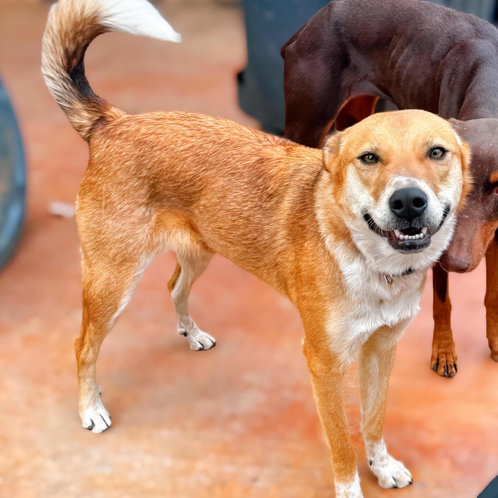 Misshu, a Adoptable mixed breed in Enid, OK image 4/6