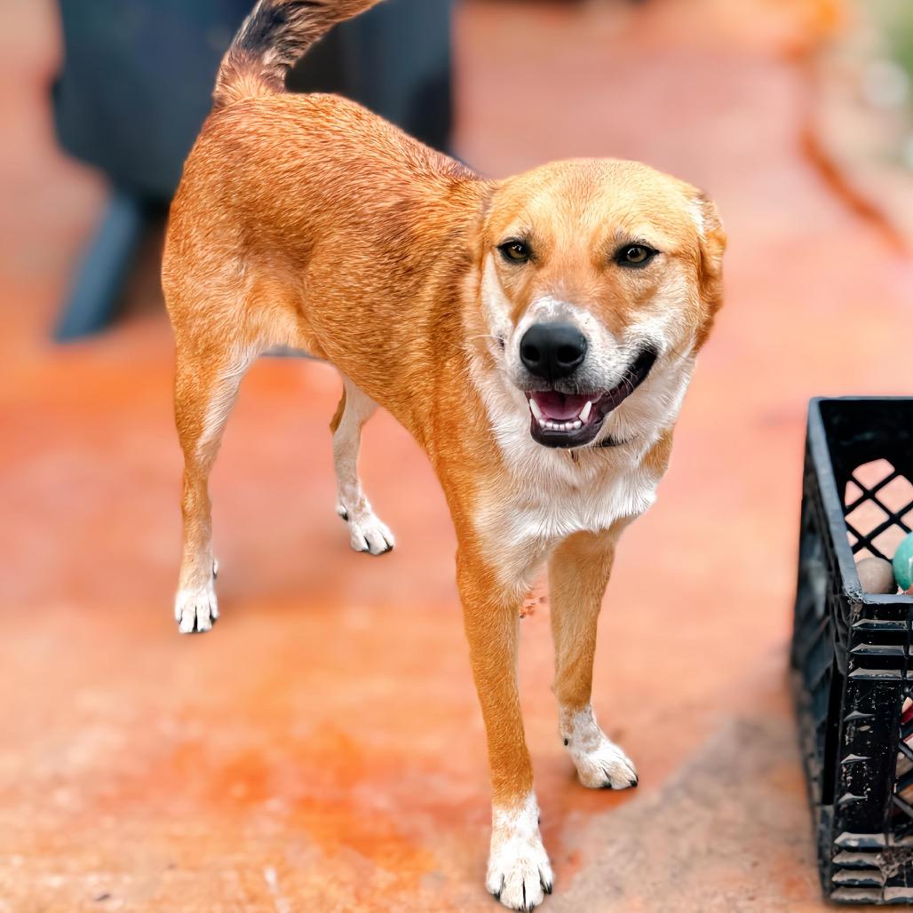 Misshu, a Adoptable mixed breed in Enid, OK image 5/6