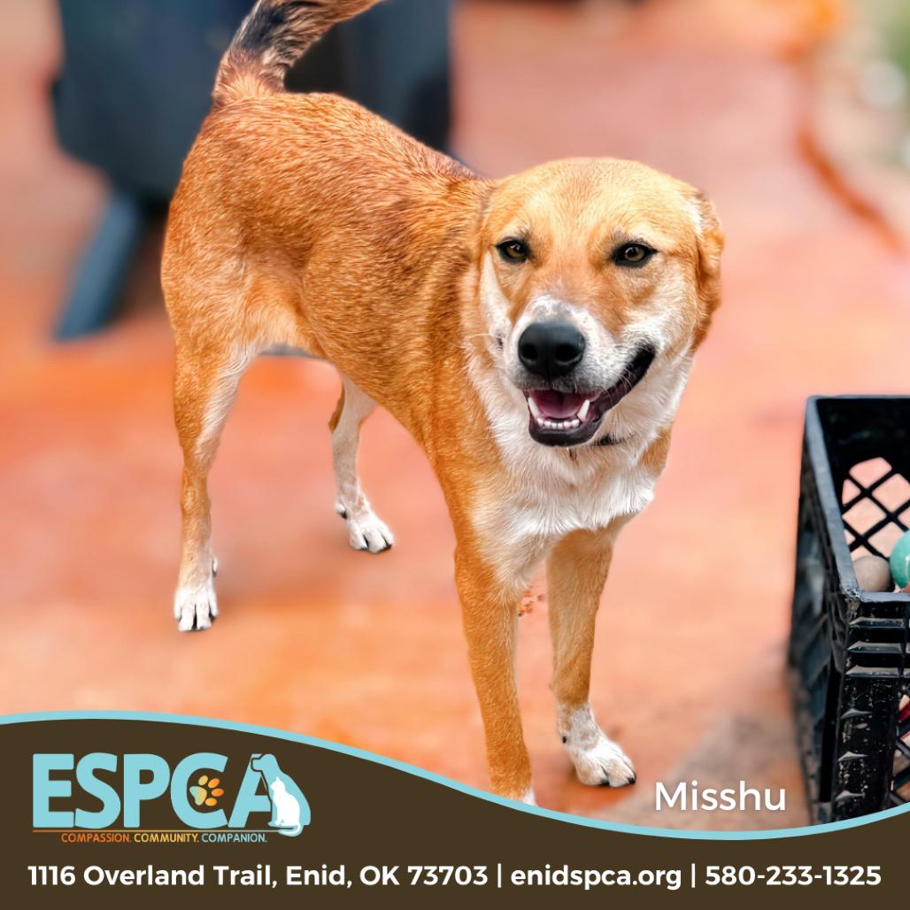 Misshu, a Adoptable mixed breed in Enid, OK image 6/6