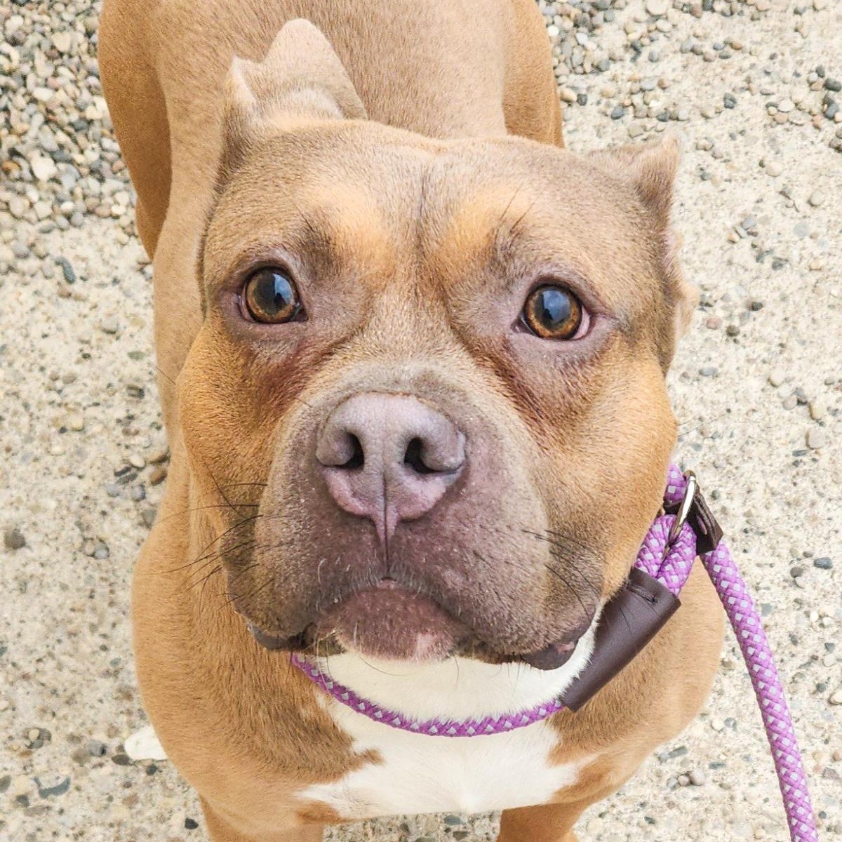 NIKO- Needs a foster/forever home!