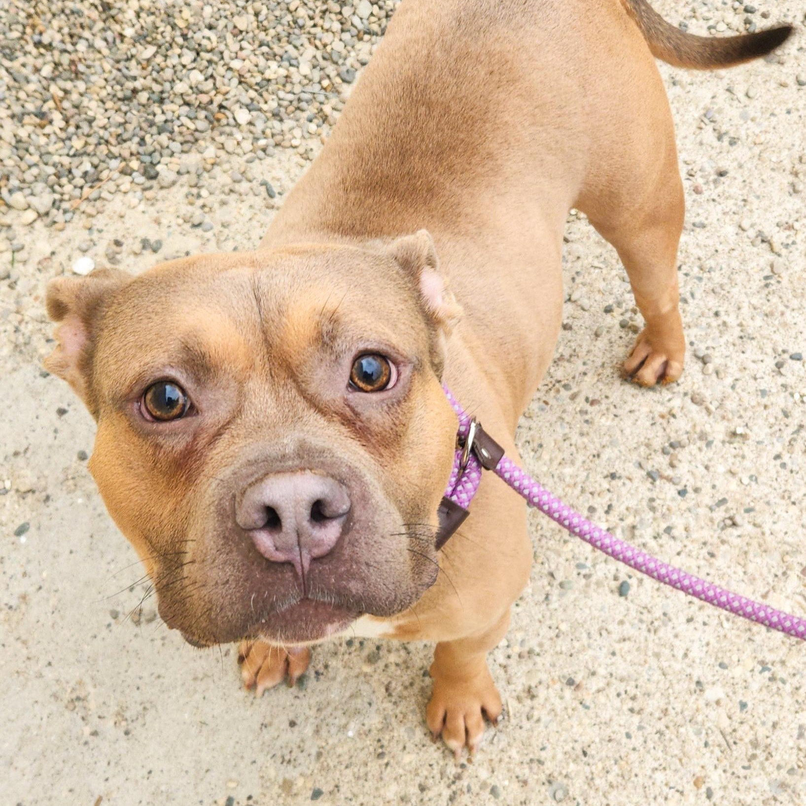 NIKO- Needs a foster/forever home! — thumbnail 2