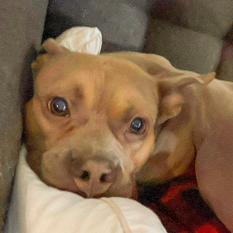 NIKO- Needs a foster/forever home! — thumbnail 3