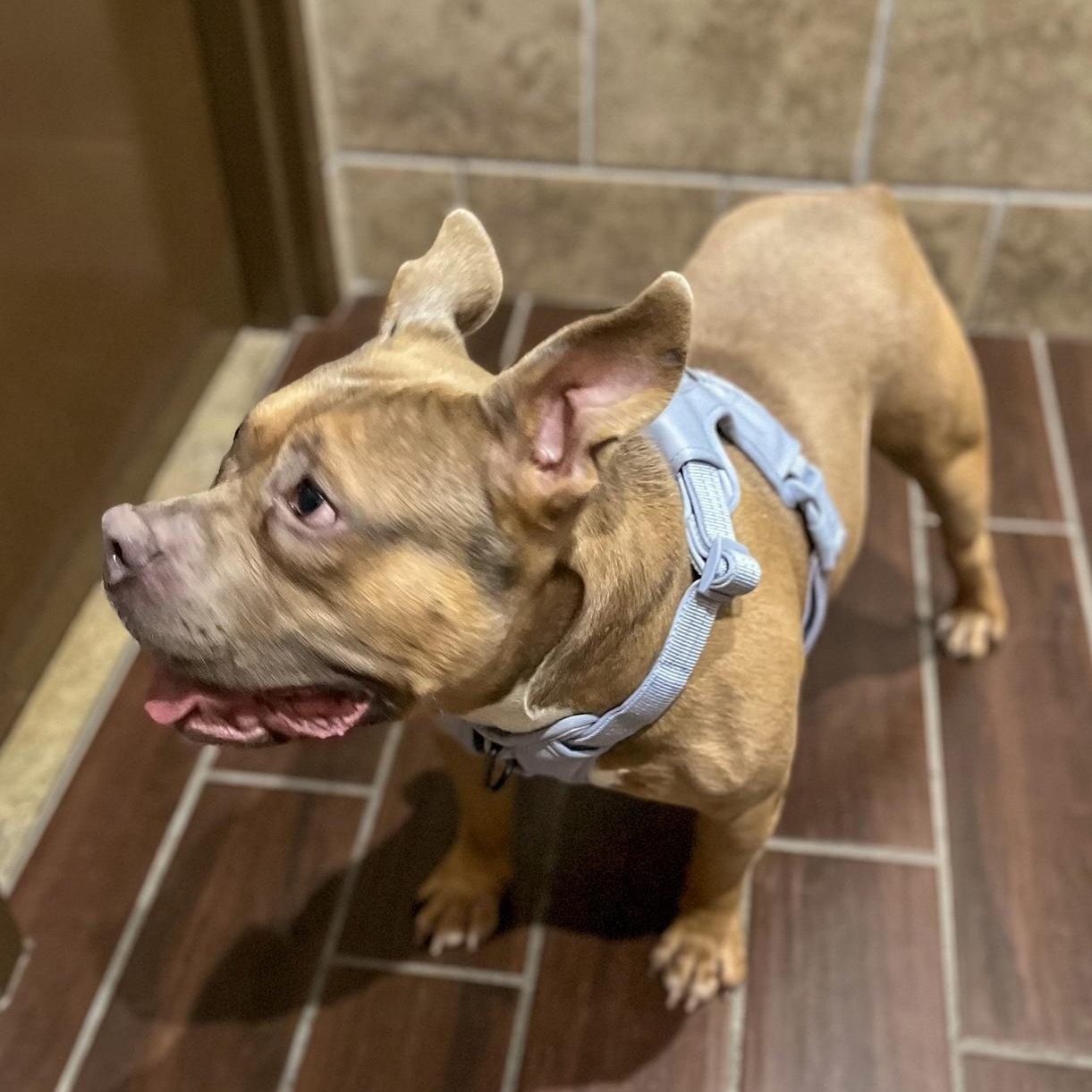 NIKO- Needs a foster/forever home! — thumbnail 4