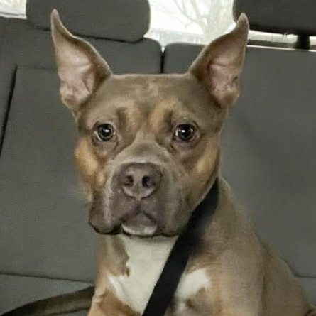 NIKO- Needs a foster/forever home! — thumbnail 5