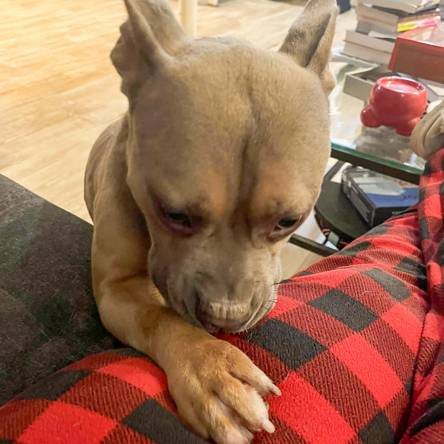 NIKO- Needs a foster/forever home! — thumbnail 6