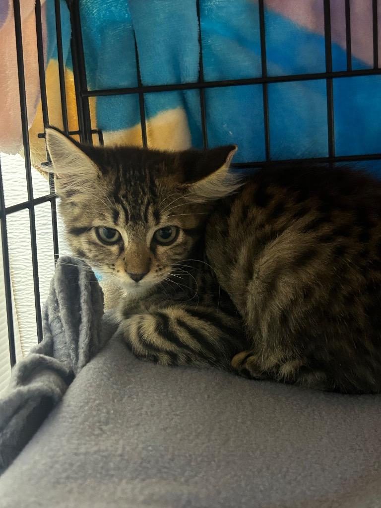 Bianca, Adopted, Kitten Female Domestic Short Hair.