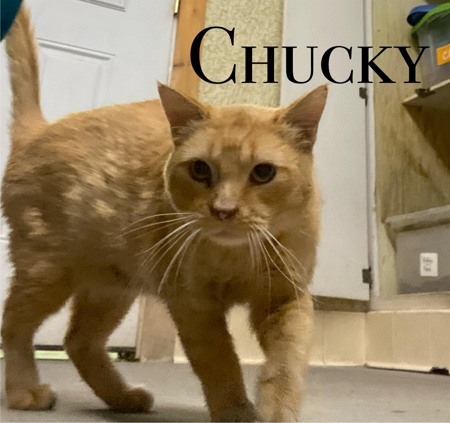 Chucky, an adoptable Domestic Short Hair in Craig, CO, 81625 | Photo Image 1
