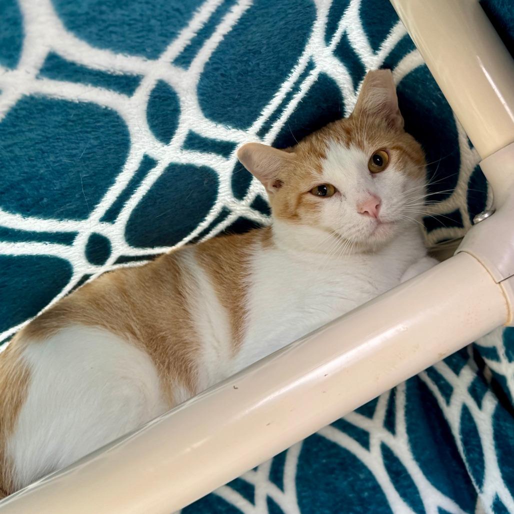 Beaker, Adoptable, Young Male Domestic Short Hair.