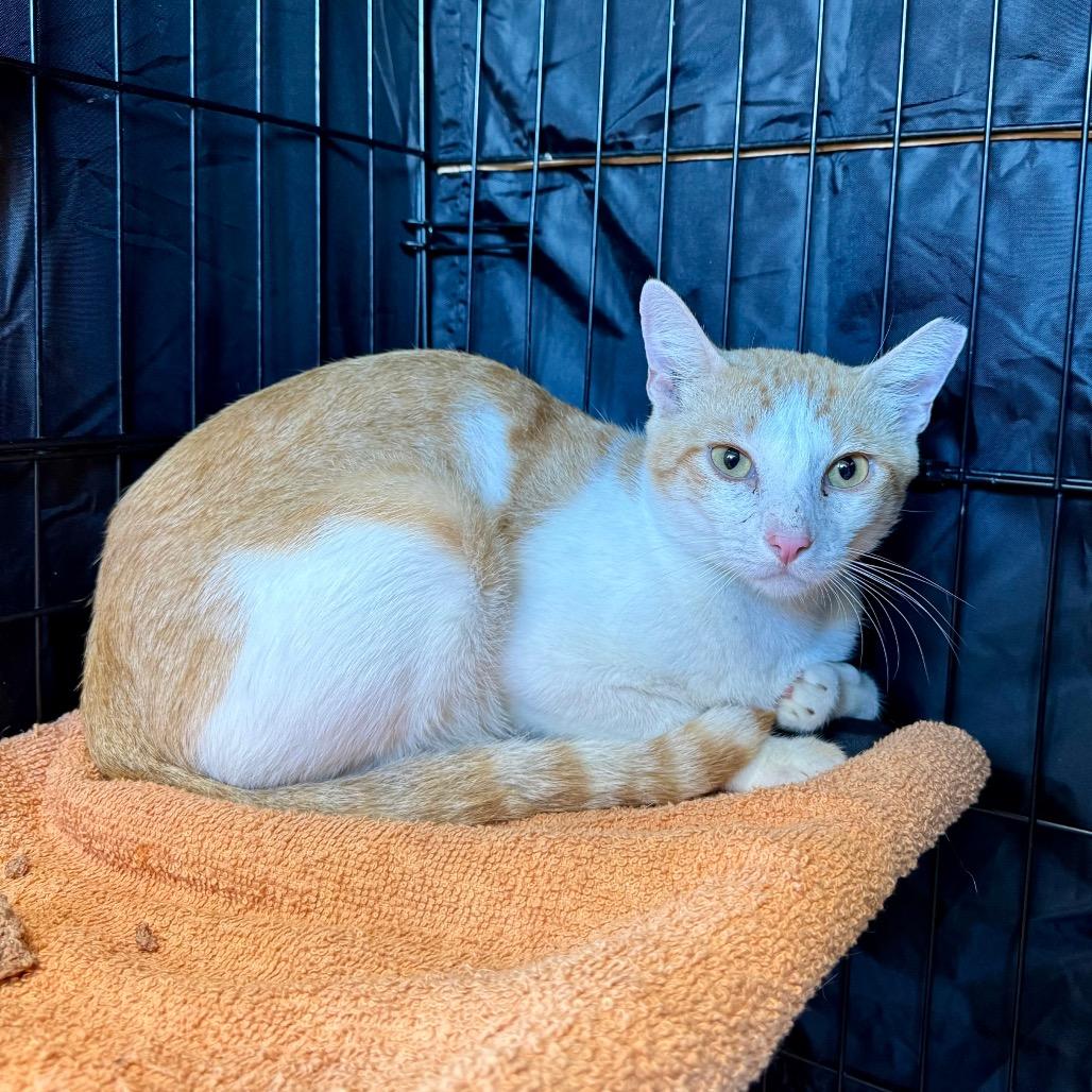 Enlarge Beaker, a Adoptable Domestic Short Hair in Fredericksburg, TX image 1/4