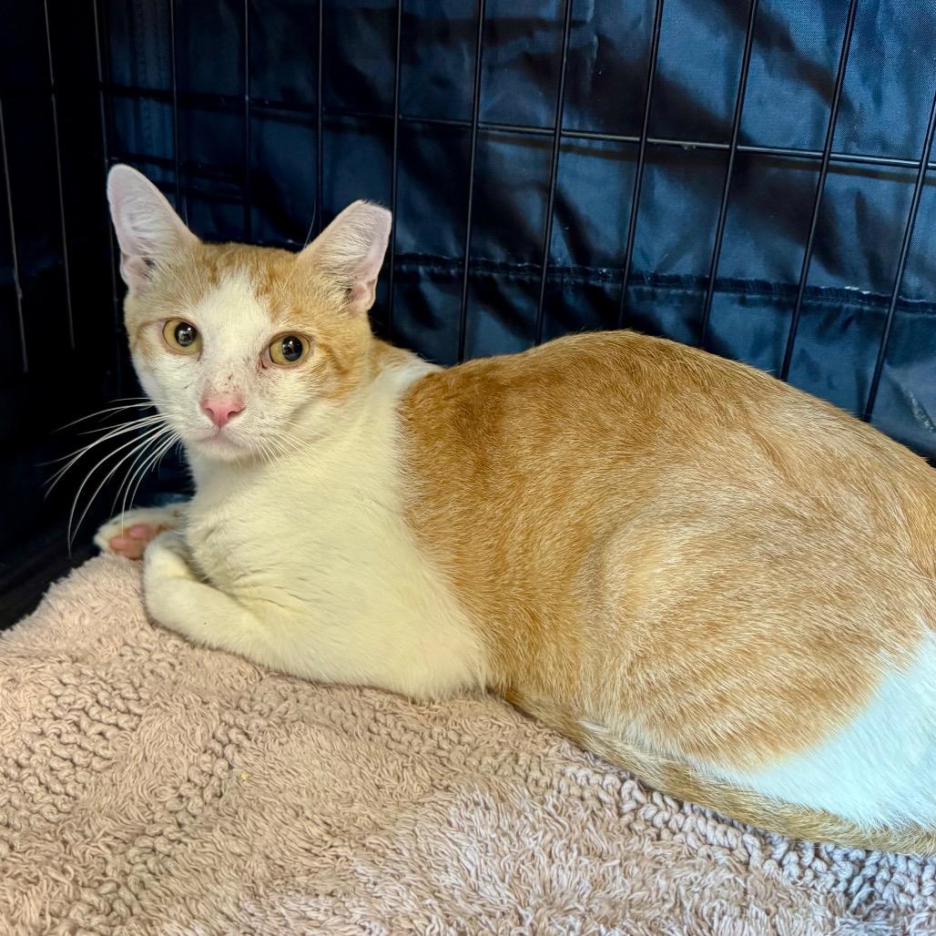 Enlarge Beaker, a Adoptable Domestic Short Hair in Fredericksburg, TX image 2/4