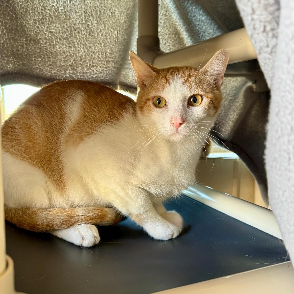 Enlarge Beaker, a Adoptable Domestic Short Hair in Fredericksburg, TX image 3/4