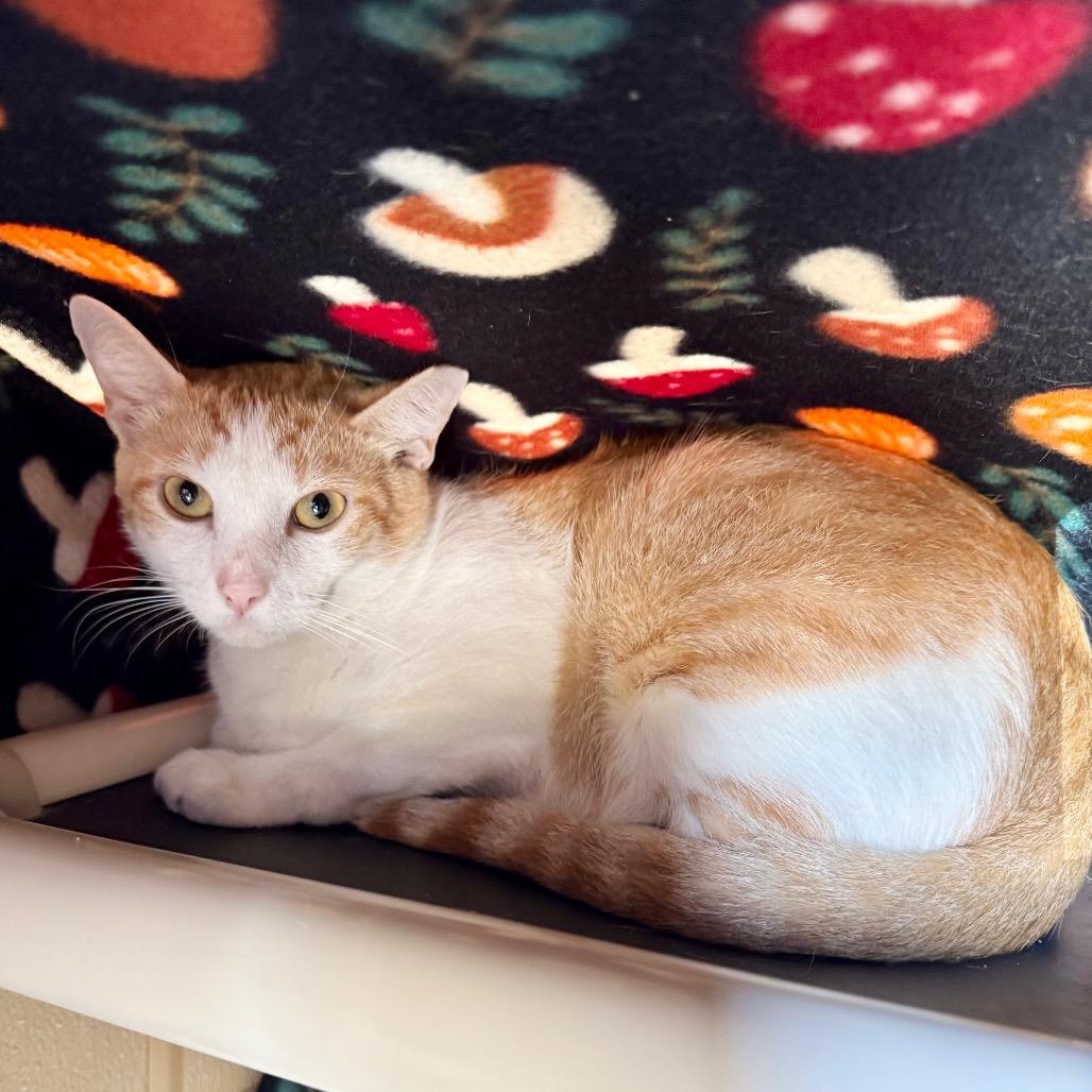 Enlarge Beaker, a Adoptable Domestic Short Hair in Fredericksburg, TX image 4/4