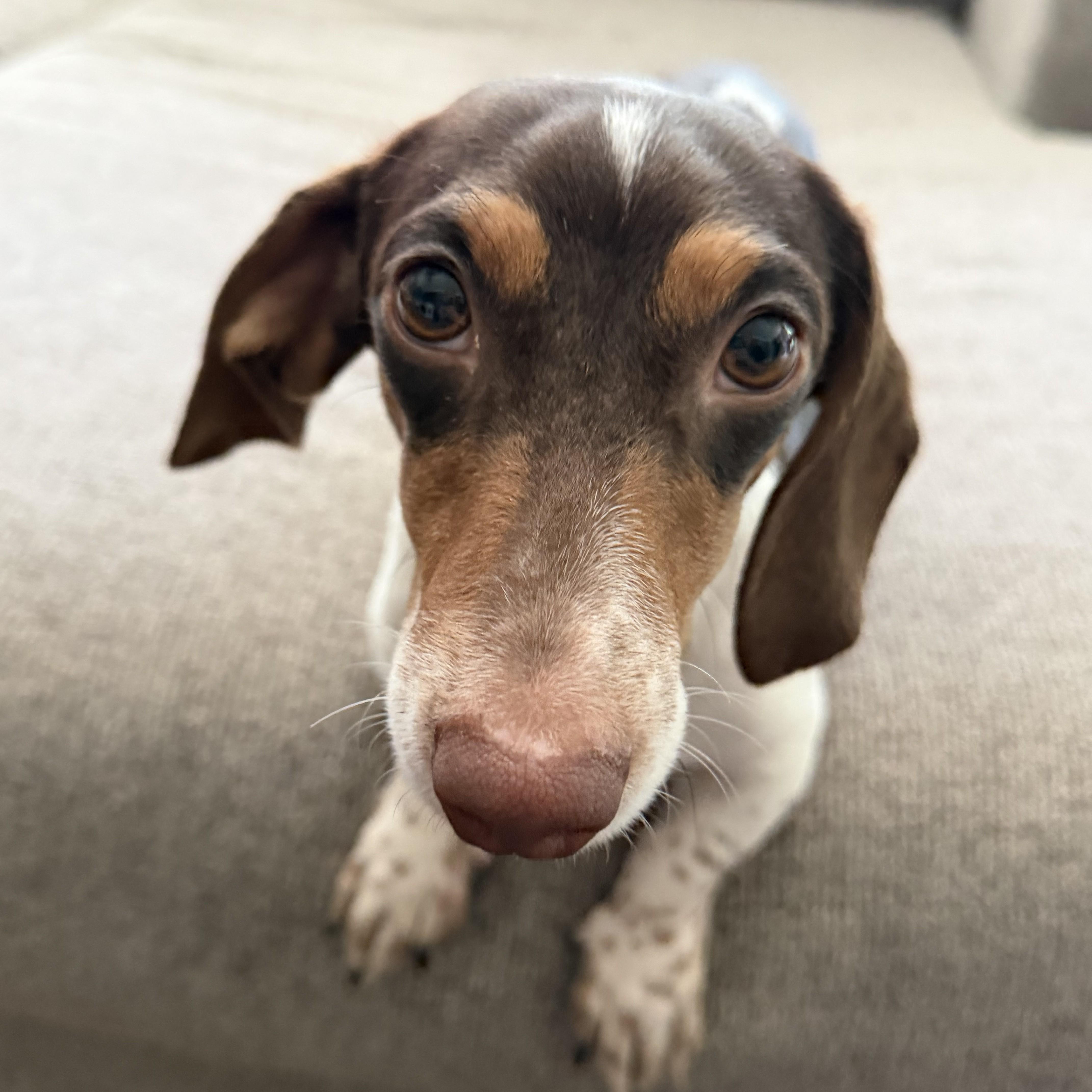Nathan, an adopted Dachshund in Normal, IL image 1/5