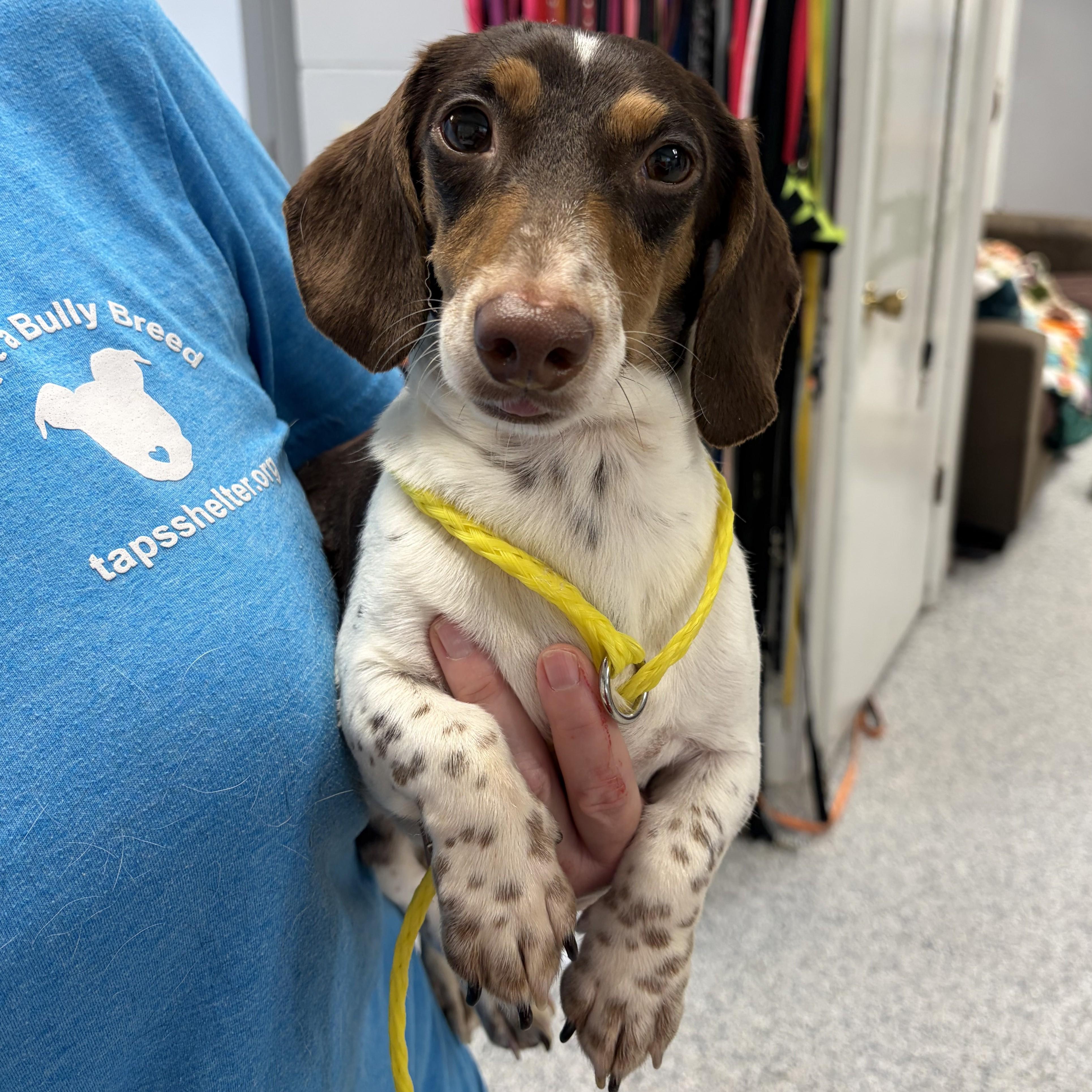 Nathan, an adopted Dachshund in Normal, IL image 2/5