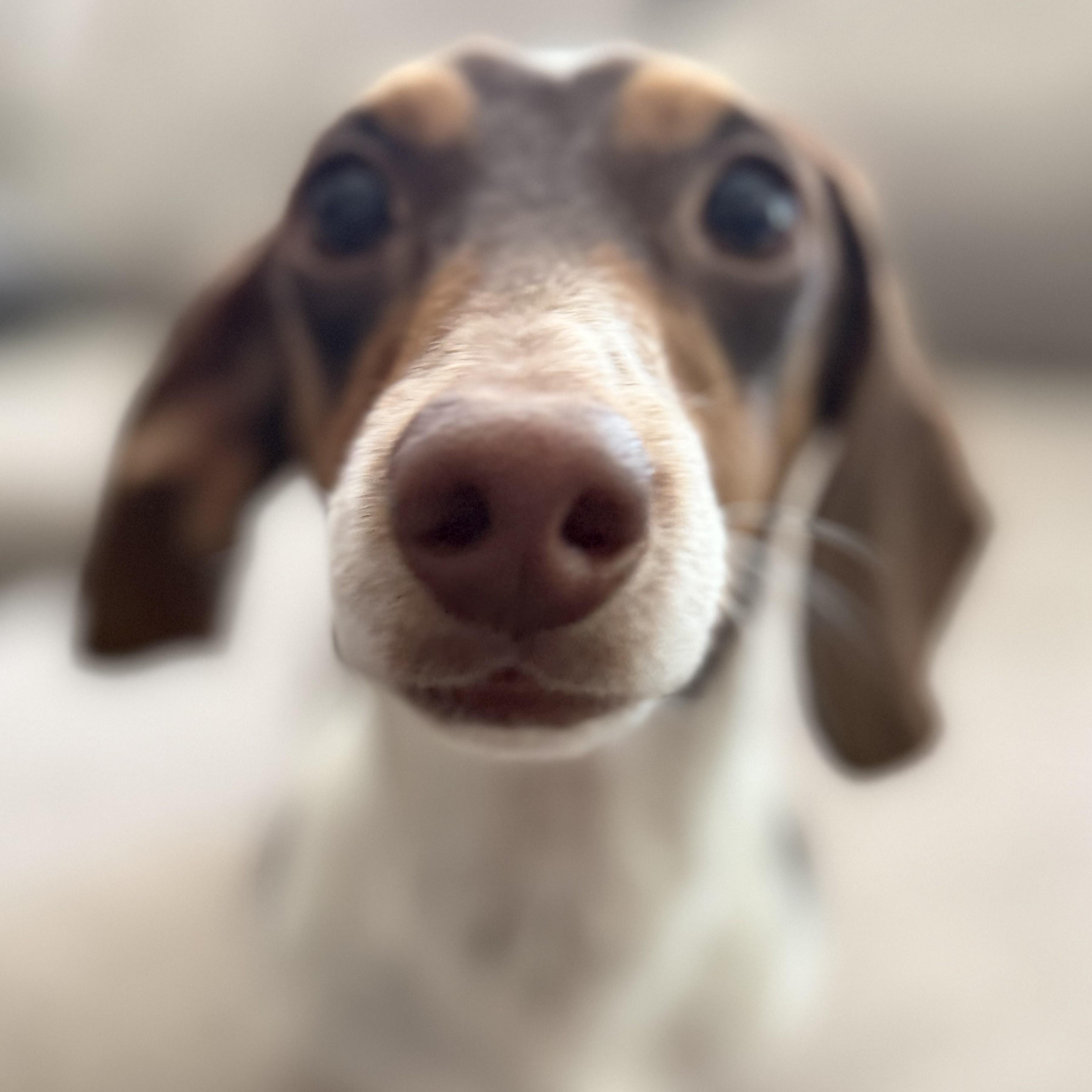 Nathan, an adopted Dachshund in Normal, IL image 3/5