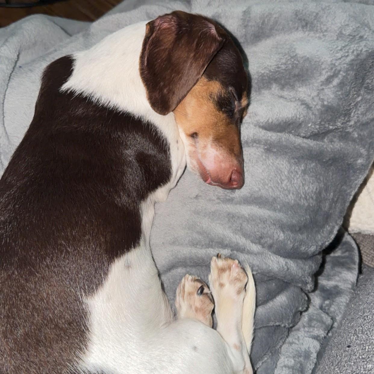 Nathan, an adopted Dachshund in Normal, IL image 5/5